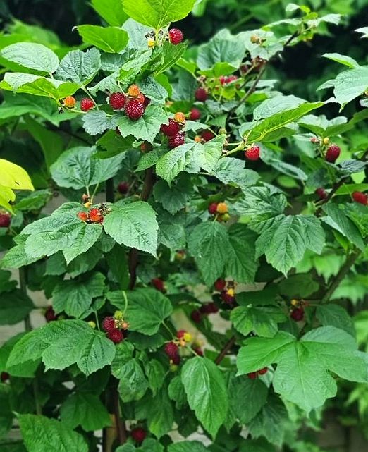 Rubus idaeus 'Raspberry Tower'